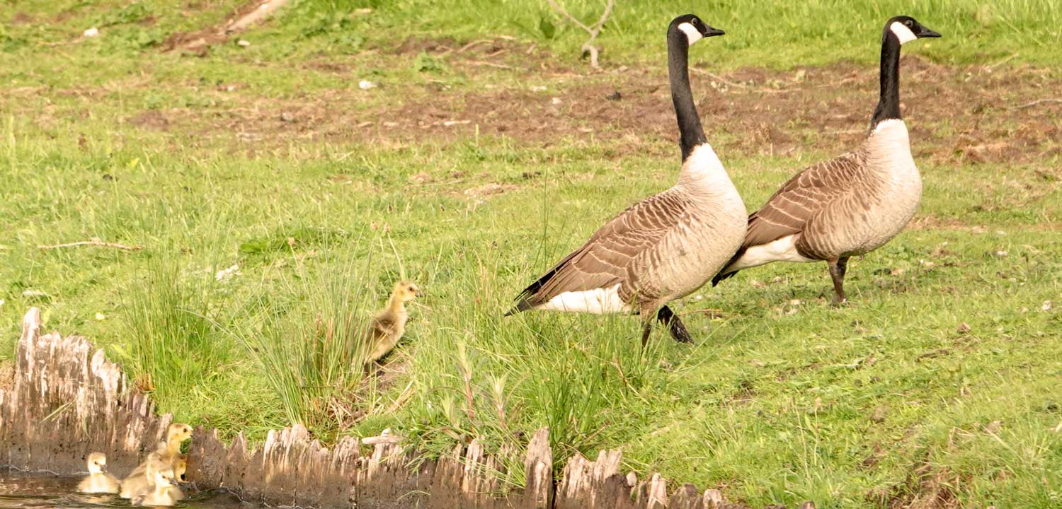 Prachtige-natuur-bij-de-jachthaven-camperplaatsen-DSC02449