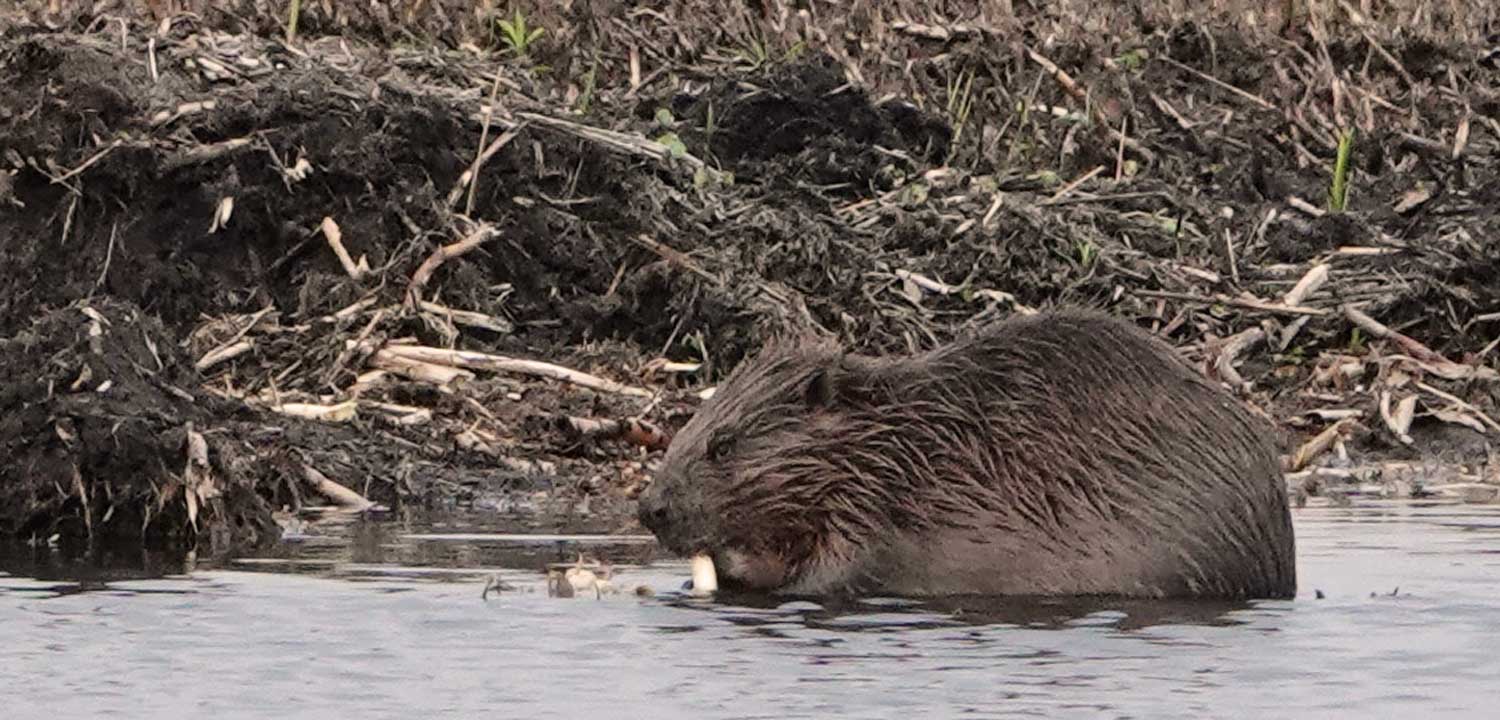 natuur-voor-de-camperplekken-bij-de-jachthaven-DSC01025