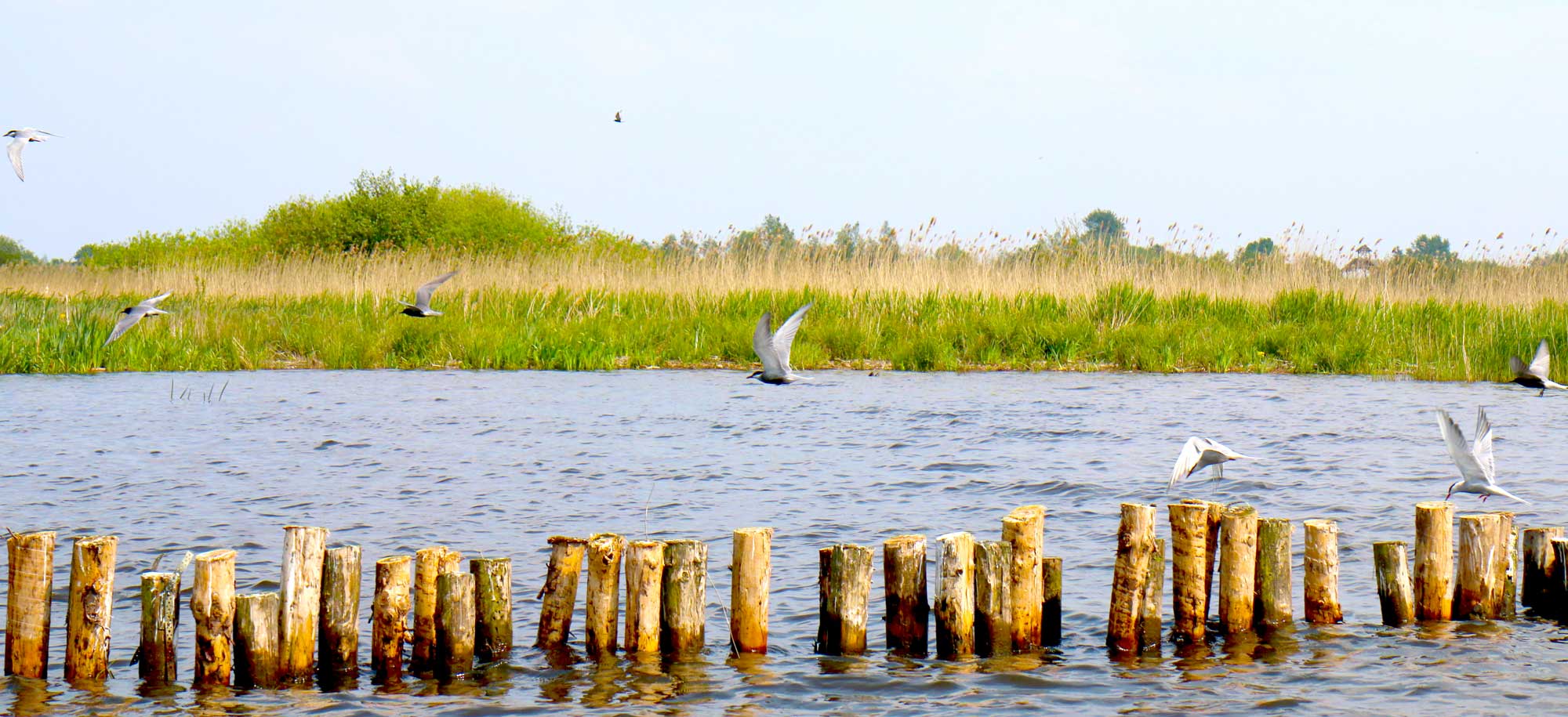 Zuidlaardermeer-natuur-bij-Allround-Watersport-IMG_2685